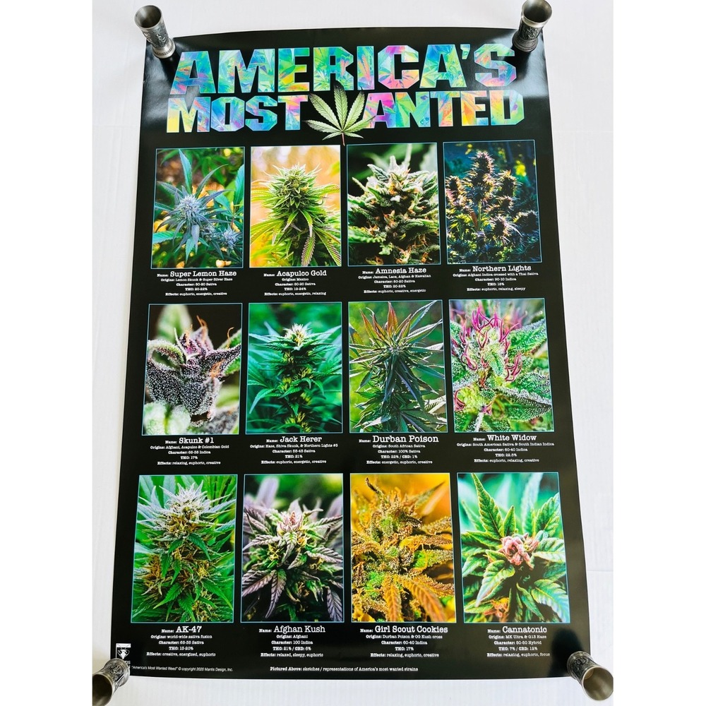 Americas Most Wanted Cannabis Large Wall Poster College Collection‎ 24x36 inch